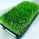 Wheat Grass 12x10 / Wheat Grass Organic Tray 12x10