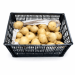 Jicama 37LB / Jicama 37LB