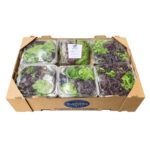 Lechuga Artisan 6x4 / Lettuce Artisan 6x4