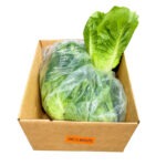 Lechuga Romana Baby 2.5LB / Lettuce Romaine Green Baby 2.5LB
