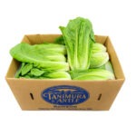 Lechuga Romana 24ct / Lettuce Romaine 24ct
