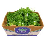 Perejil Regular 60ct / Parsley Curly 60ct California