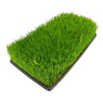 Wheat Grass 12x10
