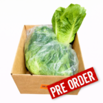 Lechuga Romana Baby 2.5LB / Lettuce Romaine Green Baby 2.5LB