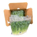 Cebollino Caja 2x24ct  / Onion Green (Scallions) 2x24ct