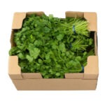 Cilantro 30ct Mexico