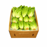 Lechuga Baby Gem 24ct / Lettuce Sweet Gem 24ct