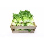 Lechuga Endive Chicory 24ct / Lettuce Endive Chicory 24ct