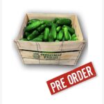 Pepino Kirby 50LB / Cucumber Kirby 50LB