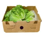Lechuga Green Leaf 24ct / Lettuce Green Leaf 24ct