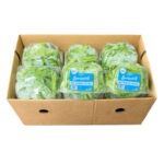 Lechuga / Lettuce Hydro Bibb 12x1ct