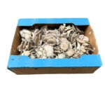 Hongo Oyster / Mushroom Oyster 3LB