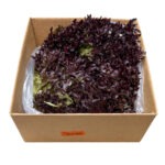 Lechuga / Lettuce Baby Lollo Rossa 2.5LB