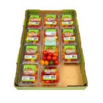 Tomate / Tomato Baby Heirloom 12x1