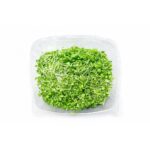 Micro Wasabi Mustard 8oz