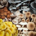 Mushrooms and Exotics