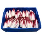 Endive Belgium Red 10LB