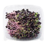 Micro Radish Purple 8oz